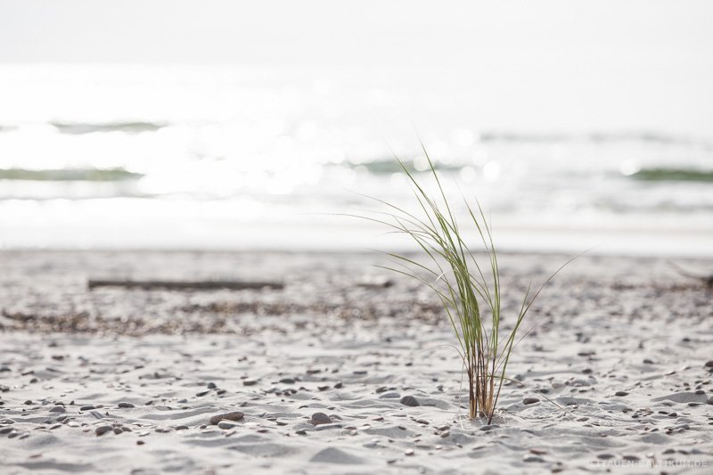 Kurische Nehrung: Bewuchs am Strand