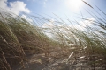 Kurische Nehrung: Strandgras im Wind