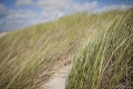 Kurische Nehrung: Strandgras im Wind