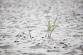 Kurische Nehrung: Bewuchs am Strand