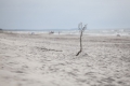 Kurische Nehrung: Abgestorbener Ast am Strand