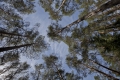 Litauische Wälder